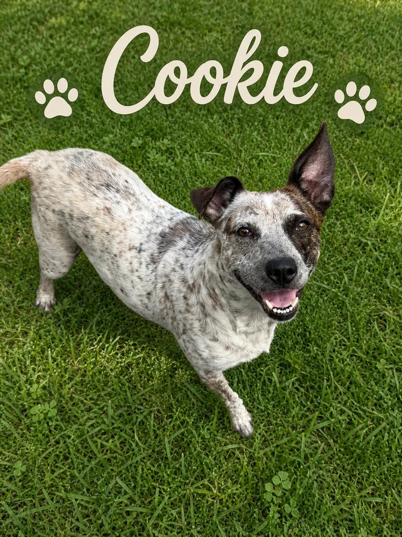 Cookie