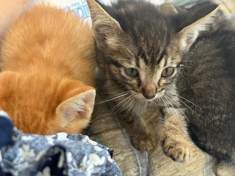 A baby medium-sized male Tabby (Brown / Chocolate) Domestic Short Hair cat named Tiny Tuna for adoption in Oceanside, CA