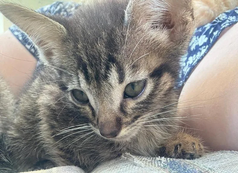 Tiny Tuna thumbnail 2