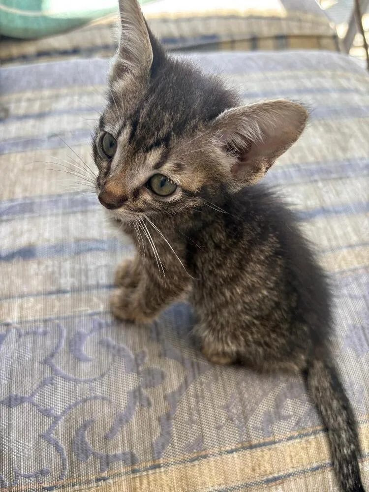 Tiny Tuna thumbnail 3