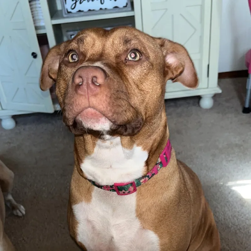 An adult medium-sized female Yellow / Tan / Blond / Fawn Pit Bull Terrier dog named Jersey for adoption in Newark, NJ