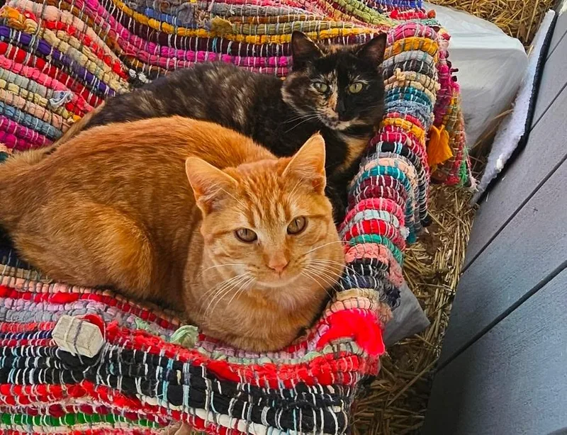 A young medium-sized male Orange / Red Tabby cat named Ralphie for adoption in Copley, OH