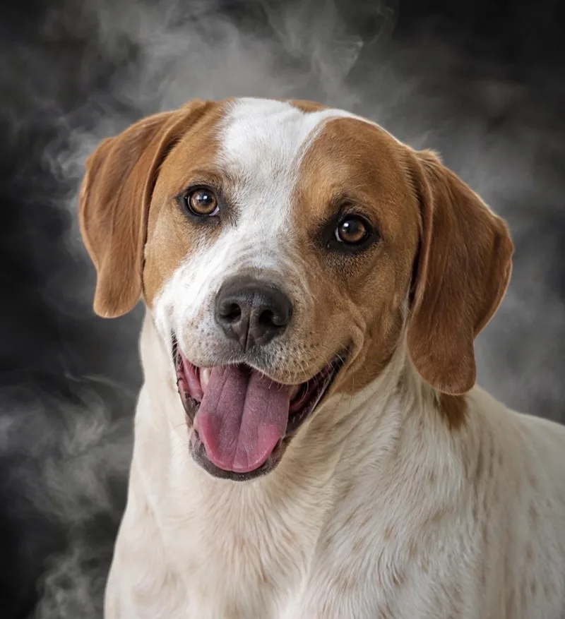 An adult medium-sized male Feist dog named Phoenix for adoption in Manchester, CT
