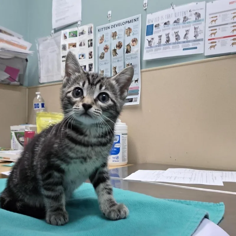 A baby small-sized female Brown / Chocolate Domestic Short Hair cat named Potato for adoption in Tacoma, WA