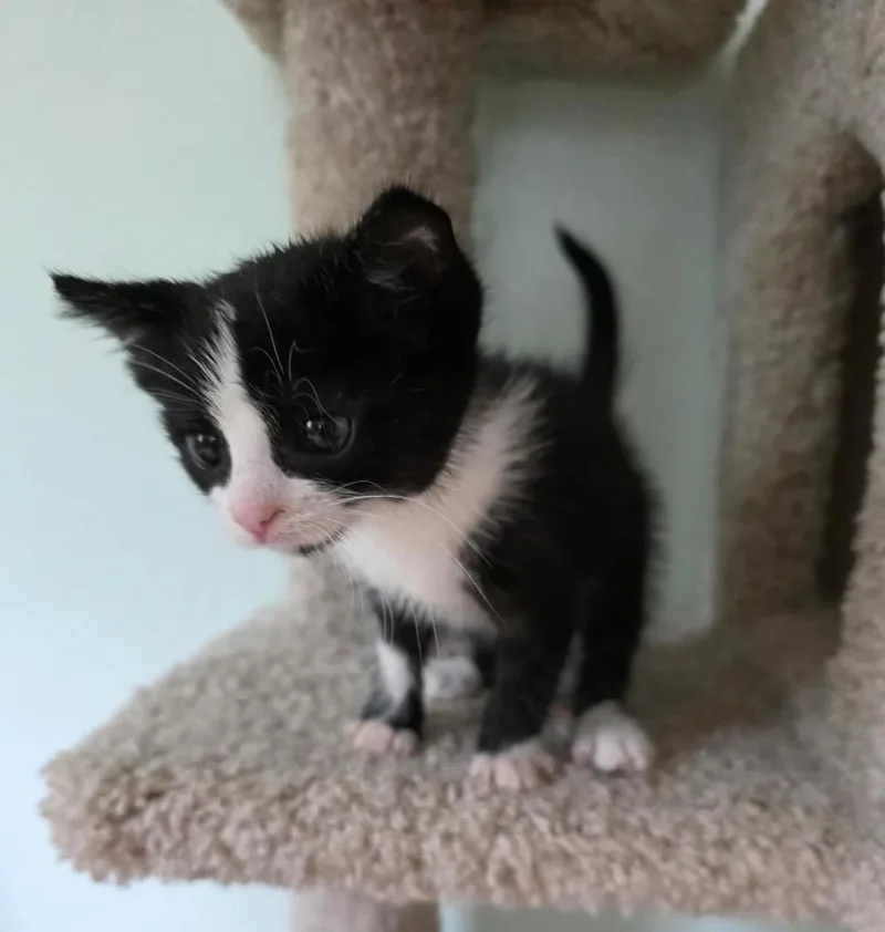 A baby small-sized female Domestic Short Hair cat named Enid for adoption in Fond Du Lac, WI