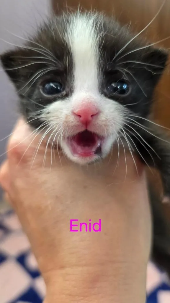 Enid thumbnail 4