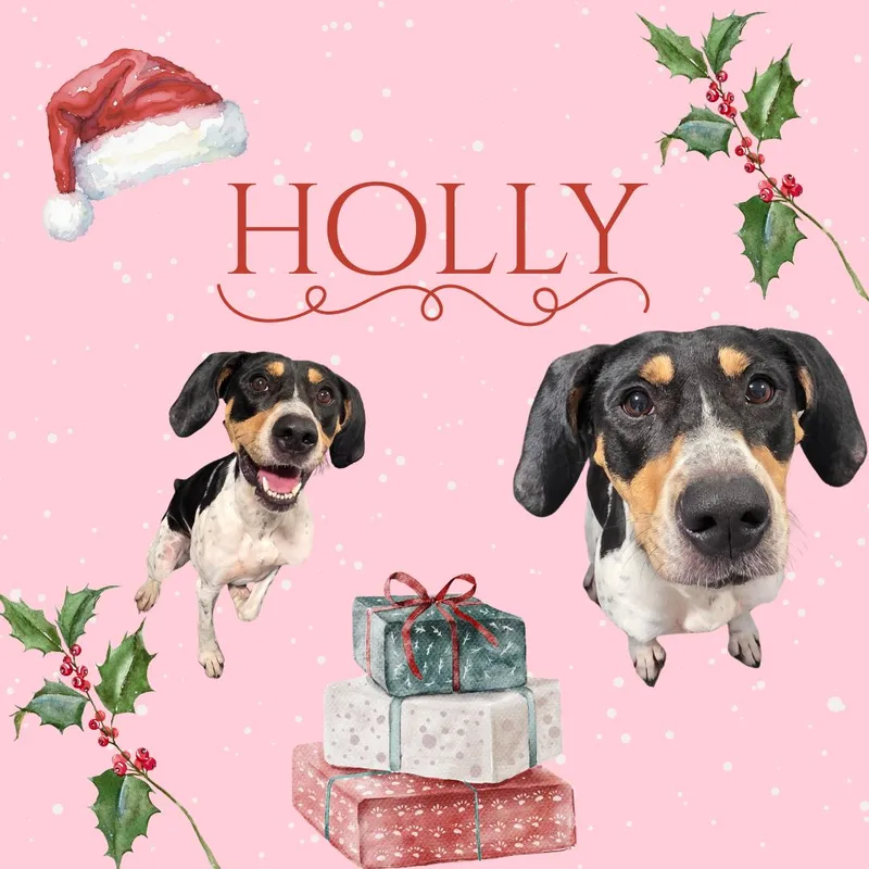 Holly