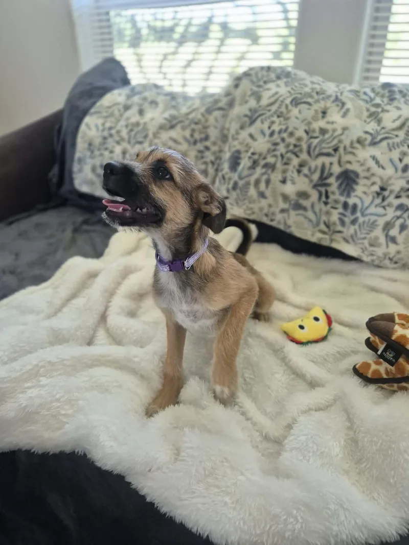A baby small-sized male Schnauzer dog named Andy for adoption in Media, PA