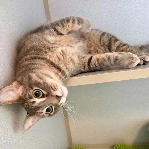 An adult medium-sized female Tabby (Buff / Tan / Fawn) Domestic Short Hair cat named Luna for adoption in Winter Haven, FL