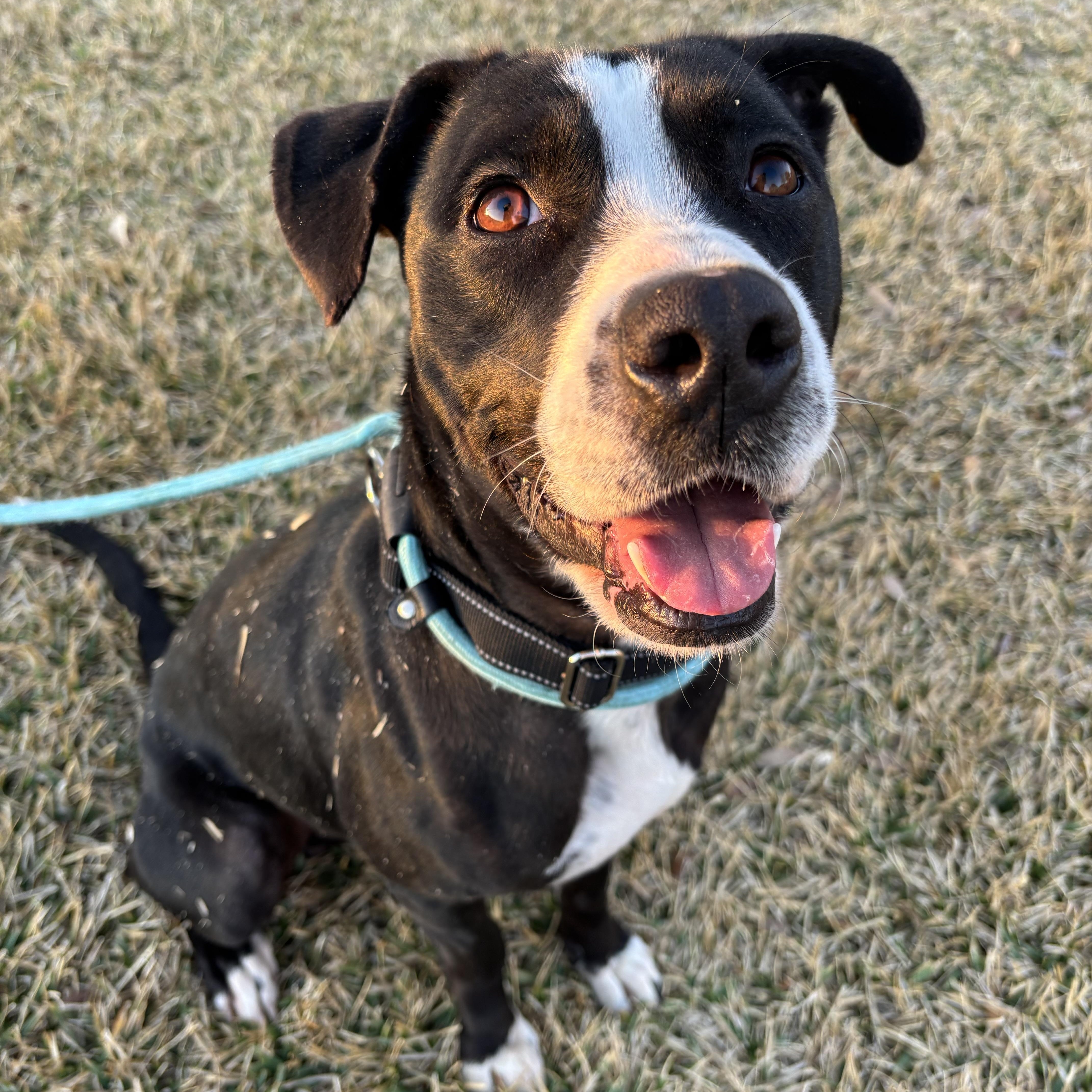 A young medium-sized male Labrador Retriever dog named Ace for adoption in Pearland, TX