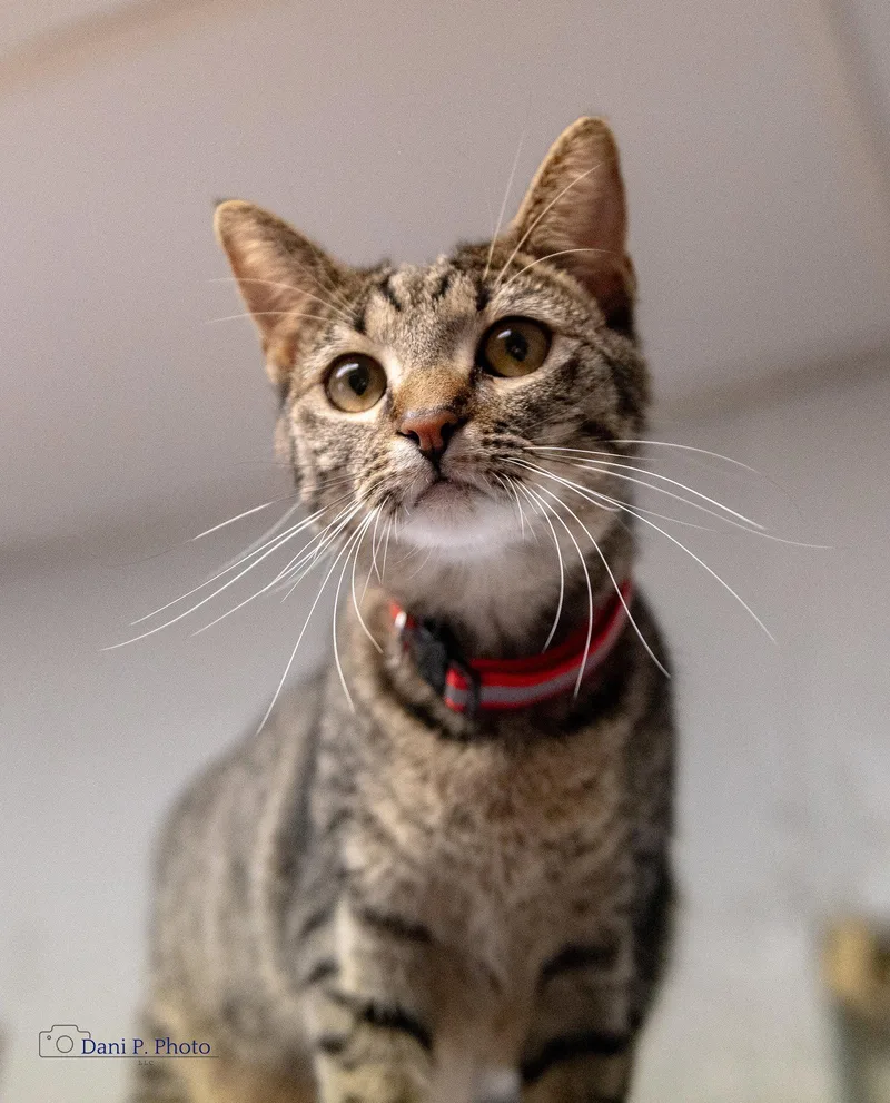 A young small-sized female Tabby cat named Stella Mae CCHS for adoption in Locust Grove, GA