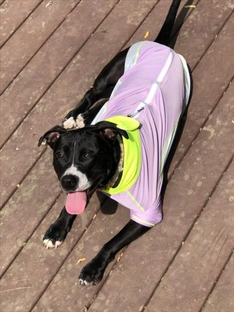 An adult large-sized female Pit Bull Terrier dog named Ruby for adoption in Derwood, MD