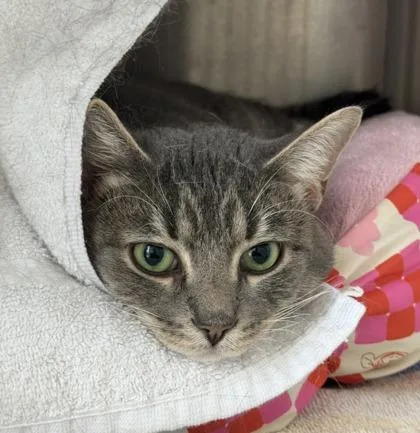 An adult medium-sized male Domestic Short Hair cat named Kingsley for adoption in Westland, MI