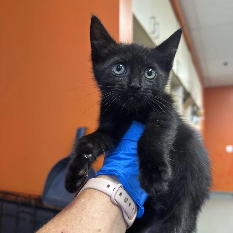 A baby small-sized male Black Domestic Short Hair cat named Helium for adoption in Westminster, CA