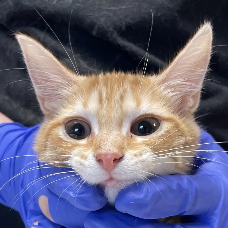 A young medium-sized female Orange / Red Domestic Short Hair cat named Love for adoption in Mount Juliet, TN