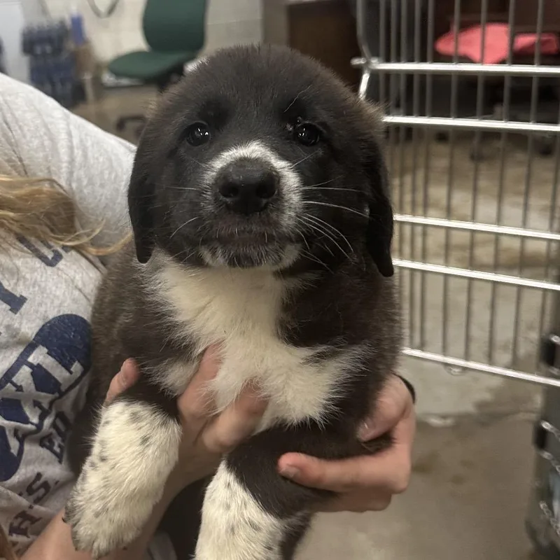 A baby small-sized male Mixed Breed dog named Loaf for adoption in Corbin, KY