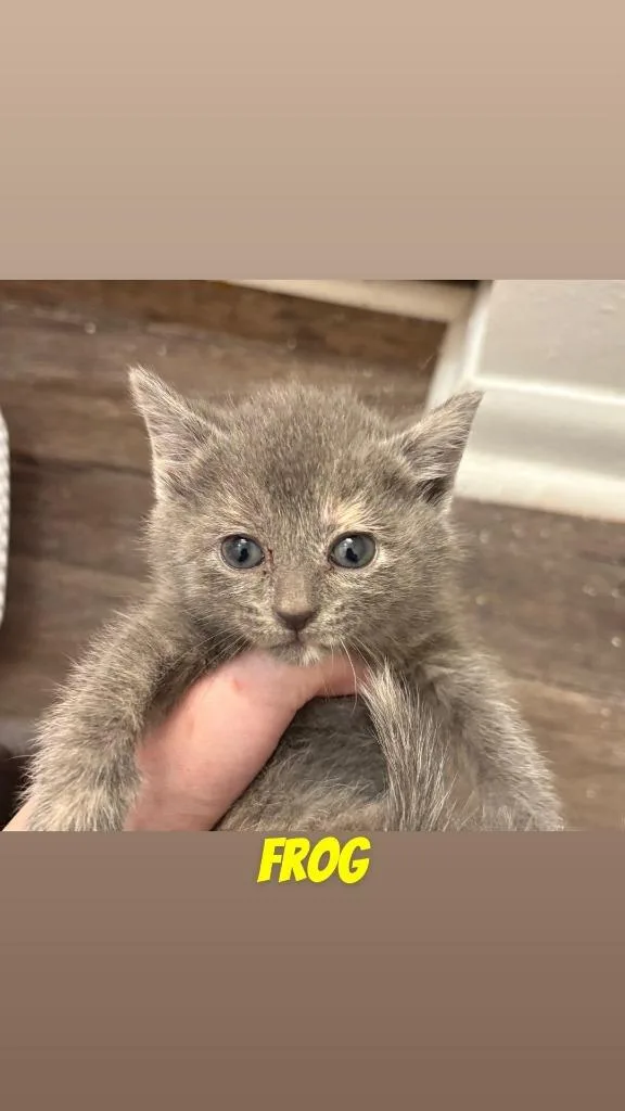 A baby medium-sized female Domestic Short Hair cat named Frog for adoption in Johnson City, TN