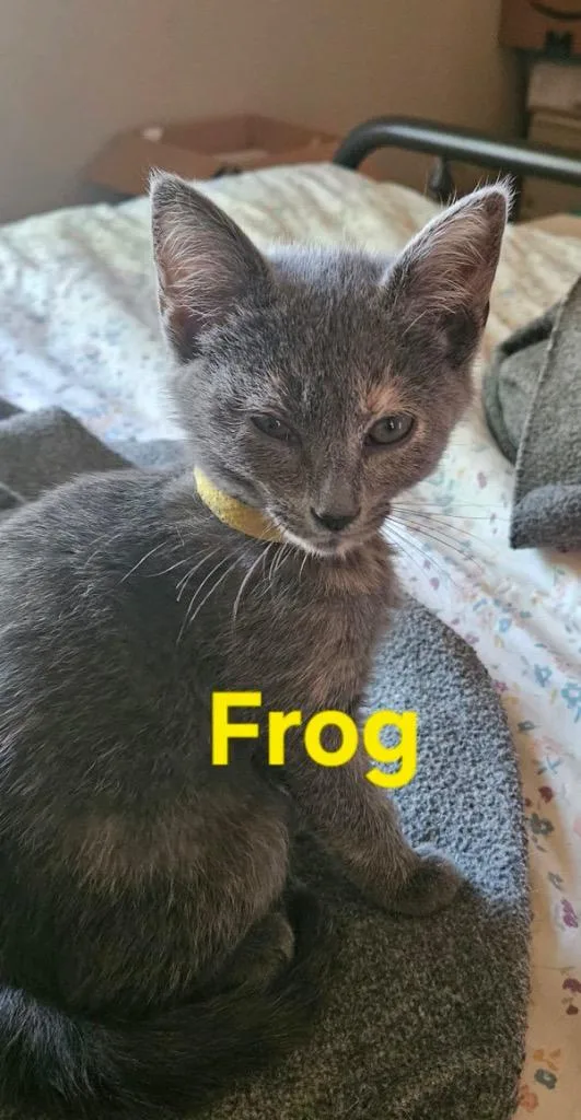 Frog thumbnail 2