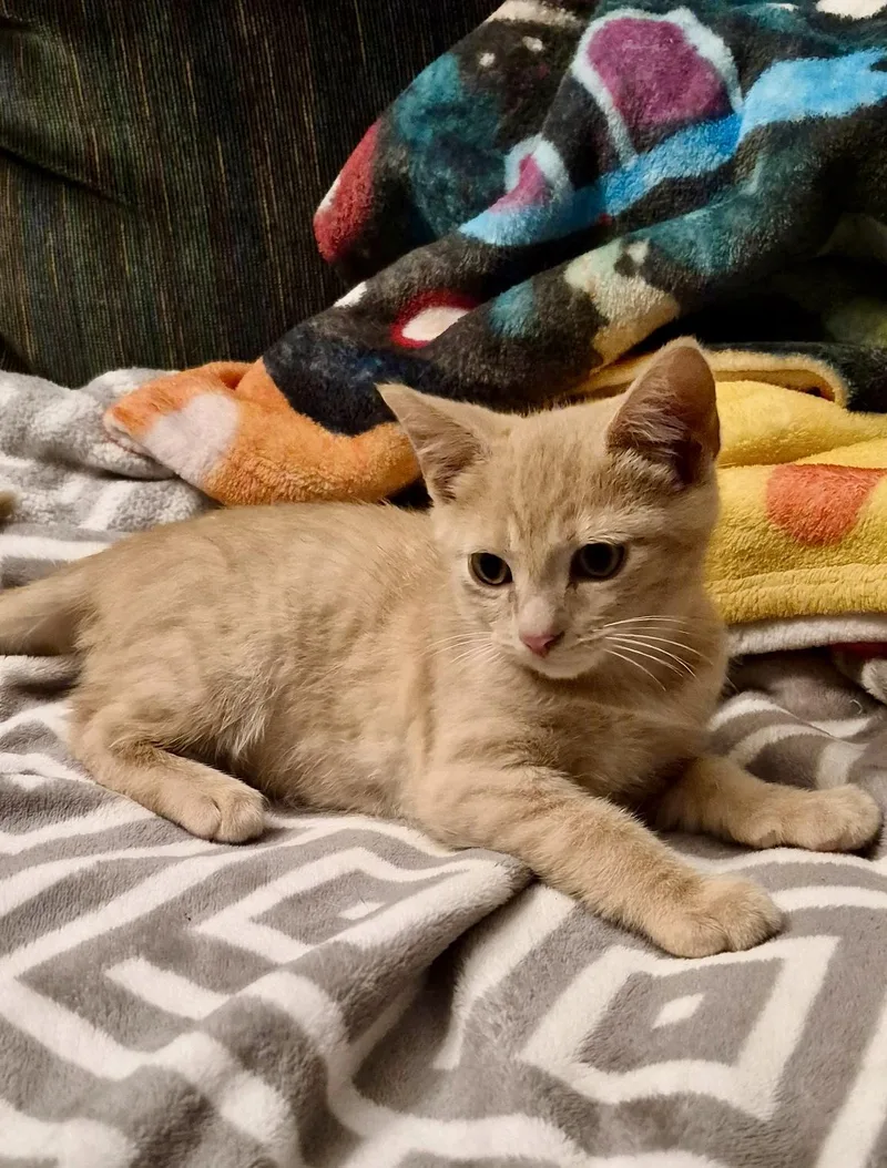 A baby medium-sized male Domestic Short Hair cat named Cedar for adoption in Louisville, KY