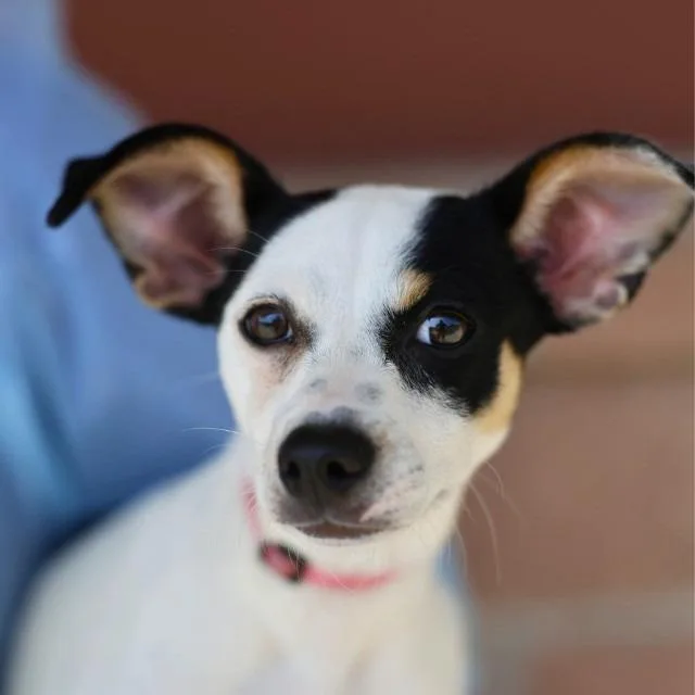 A baby small-sized female White / Cream Chihuahua dog named Miss Princess Penelope Bubblegum for adoption in San Antonio, TX