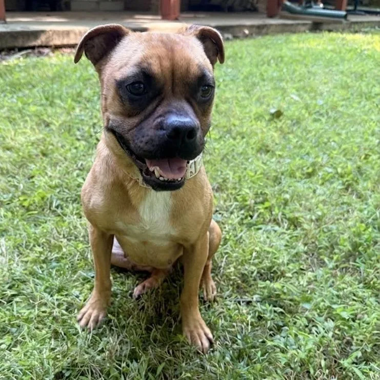 Stella
