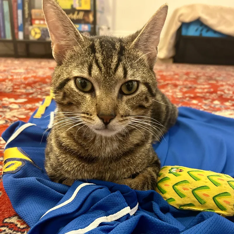 A young medium-sized male Tabby (Brown / Chocolate) Domestic Short Hair cat named Rocko for adoption in Brooklyn, NY