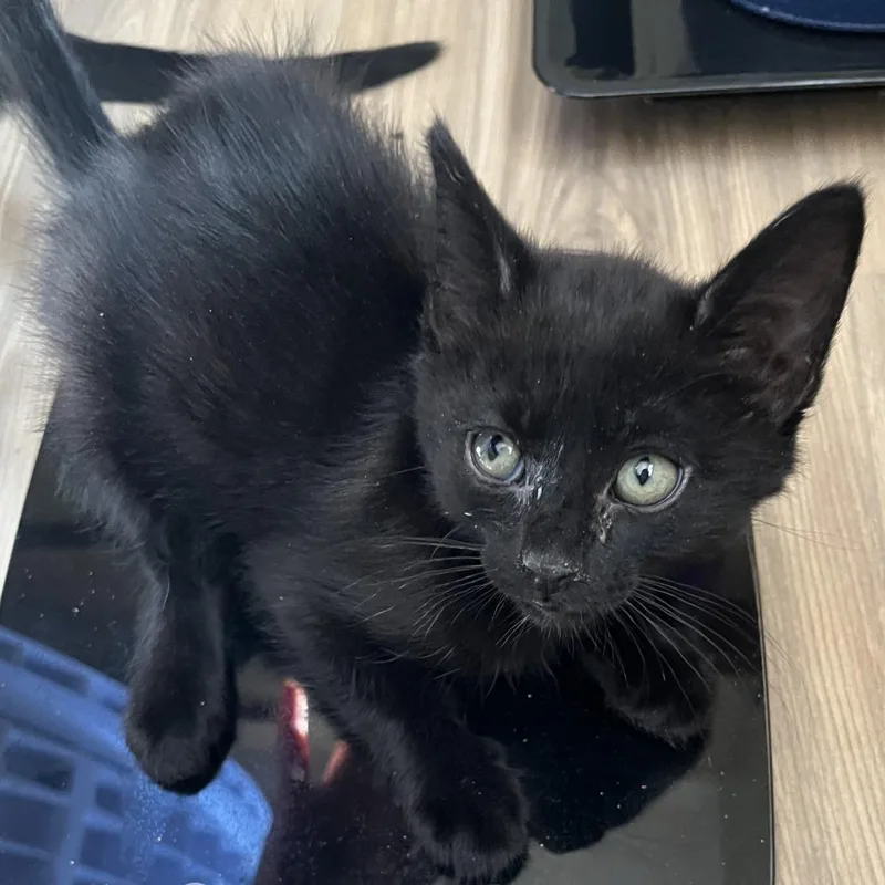 A baby small-sized female Black Domestic Short Hair cat named Precious for adoption in Pleasanton, CA