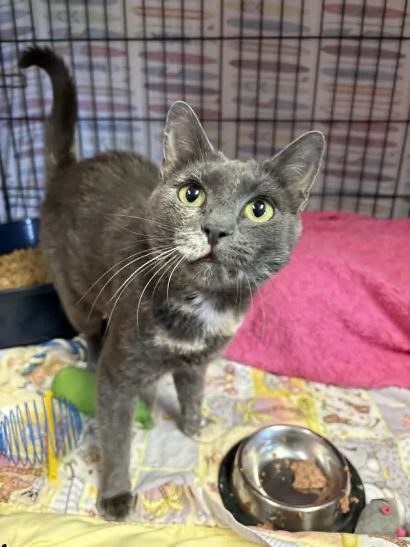A young medium-sized female Tortoiseshell Dilute Tortoiseshell cat named Memphis for adoption in St. George, UT