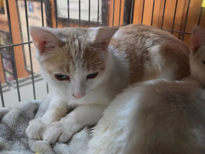 A baby medium-sized male Domestic Short Hair cat named Luke Skywalker for adoption in Brainardsville, NY