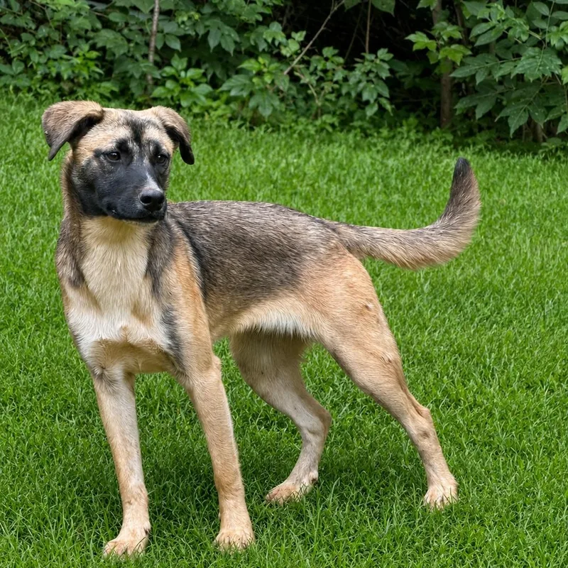 A young medium-sized male Tricolor (Brown, Black, & White) Black Mouth Cur dog named Abigail for adoption in Holly Springs, MS