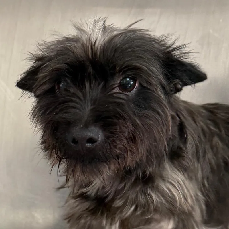 An adult small-sized male Black Skye Terrier dog named Otter for adoption in mount vernon, AR