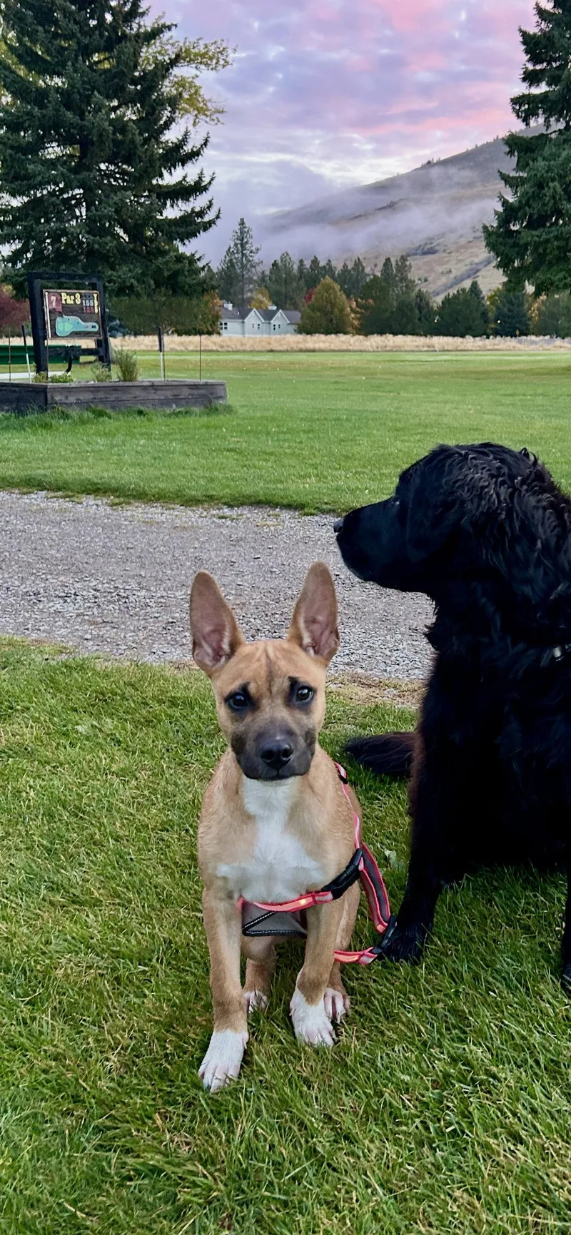 A baby large-sized male German Shepherd Dog dog named Gus for adoption in Polson, MT