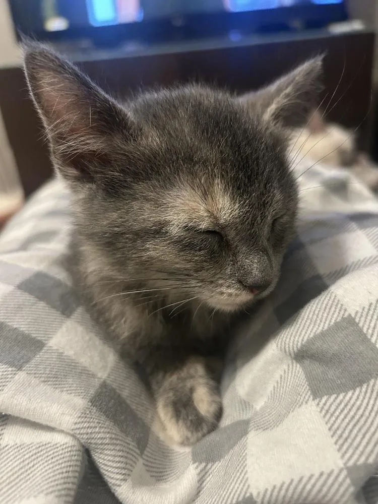 A baby small-sized female Domestic Short Hair cat named Carolina Chickadee for adoption in Austin, TX