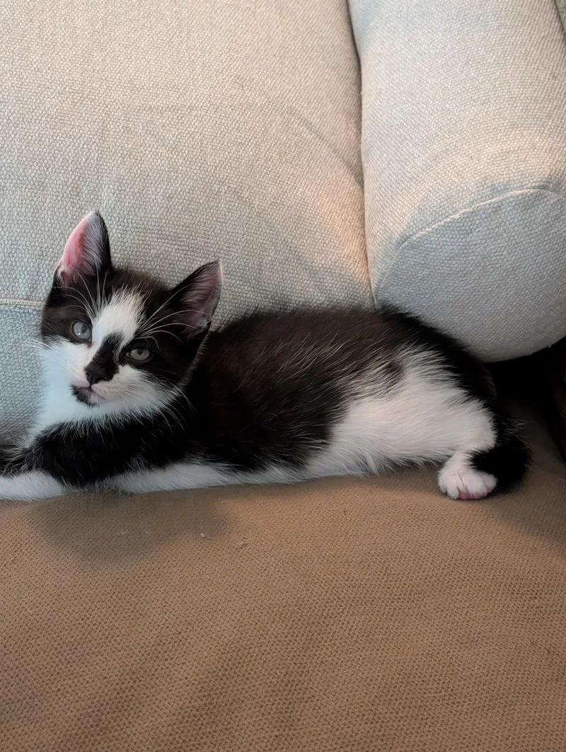 A baby medium-sized male Black & White / Tuxedo Domestic Short Hair cat named Patches for adoption in Hazlet, NJ