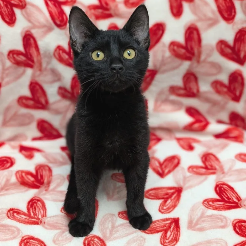Salem
