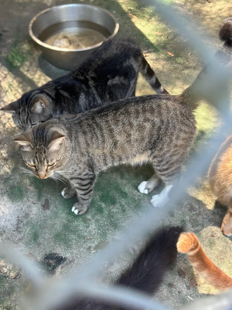 A young medium-sized male Domestic Short Hair cat named Abel for adoption in Middleburg, FL