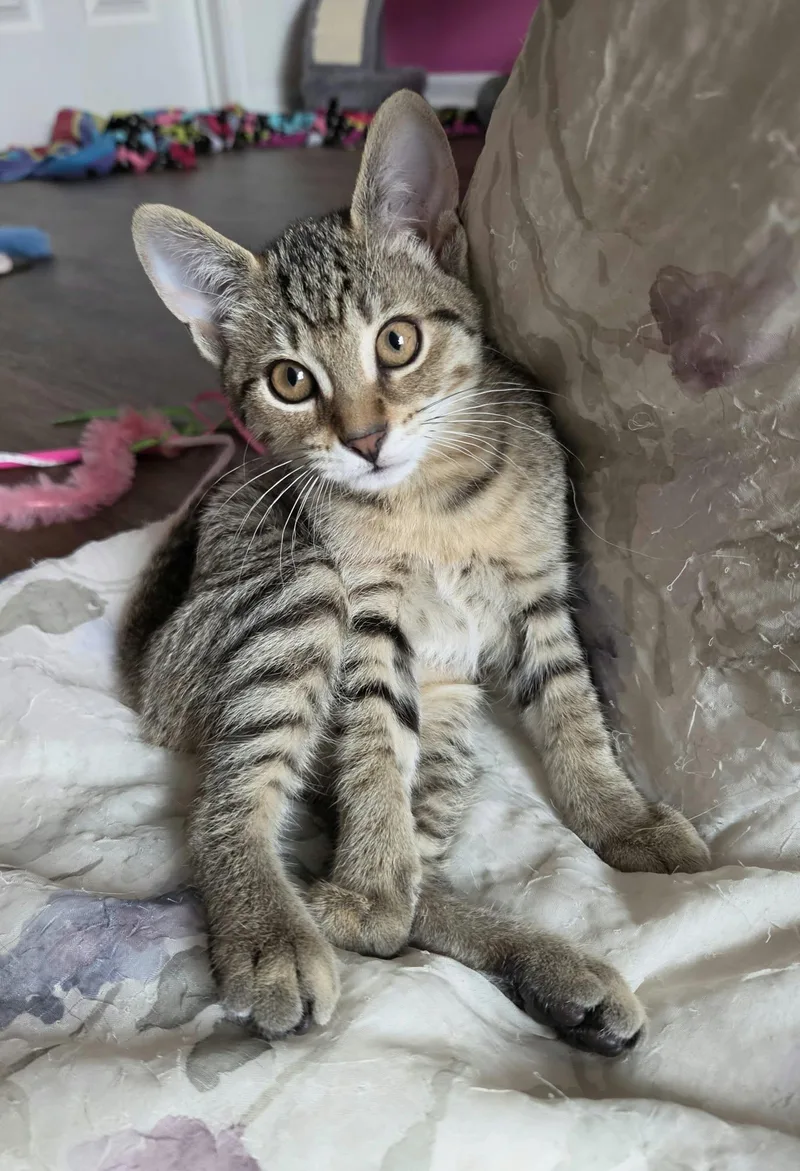 A baby small-sized female Tabby cat named Lucy for adoption in Crystal Lake, IL
