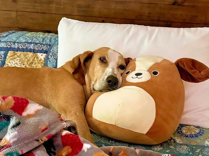 An adult large-sized male English Coonhound dog named Rojo for adoption in Leawood, KS
