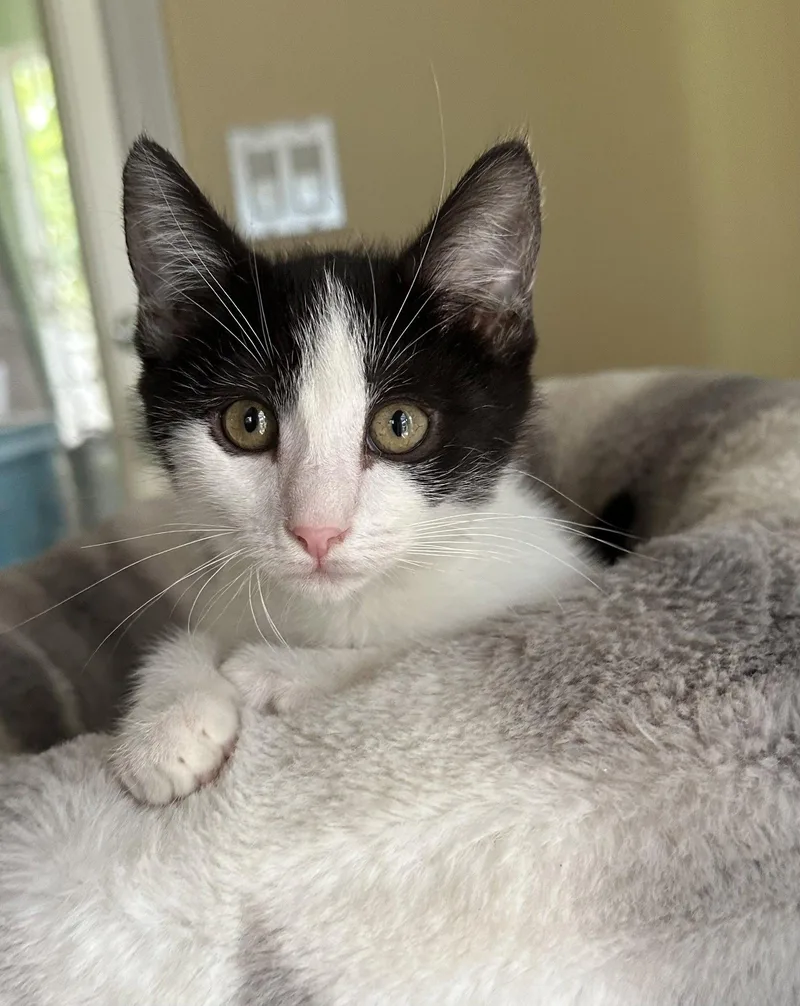 A baby medium-sized female Black & White / Tuxedo Domestic Short Hair cat named Cookie for adoption in Vacaville, CA