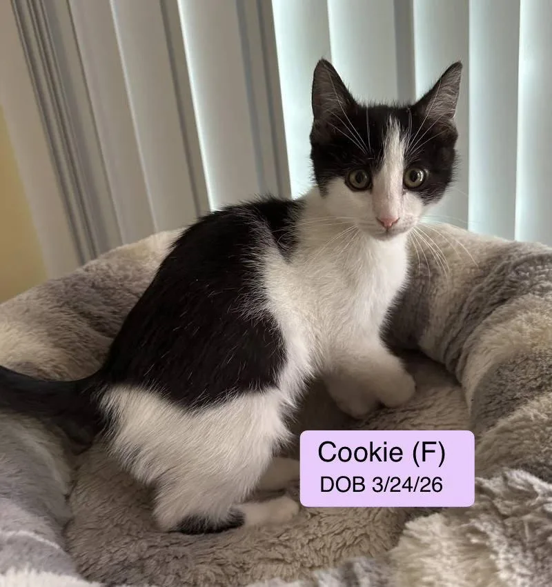 Cookie thumbnail 2