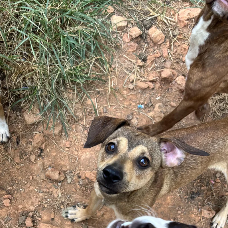 An adult small-sized male Apricot / Beige Chiweenie dog named Goose for adoption in Rogers, AR