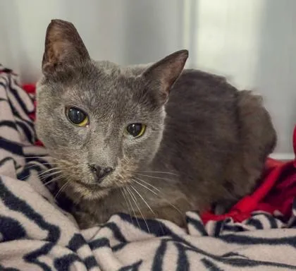 An adult large-sized female Domestic Short Hair cat named Baby Boomer for adoption in Fresno, CA