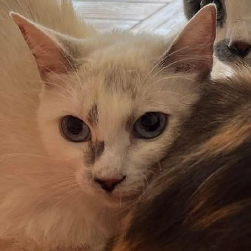 A young small-sized female Domestic Short Hair cat named Gloria for adoption in Kingman, AZ