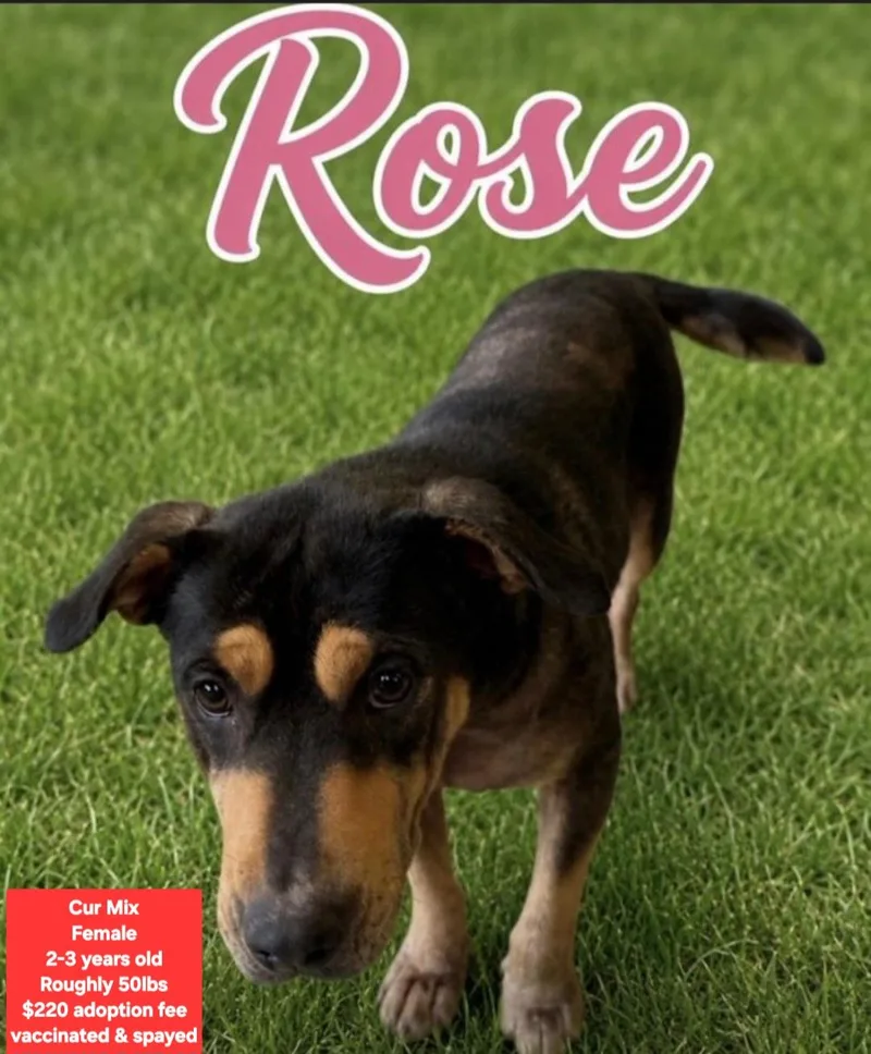 An adult medium-sized female Black Mouth Cur dog named Rose for adoption in Oviedo, FL