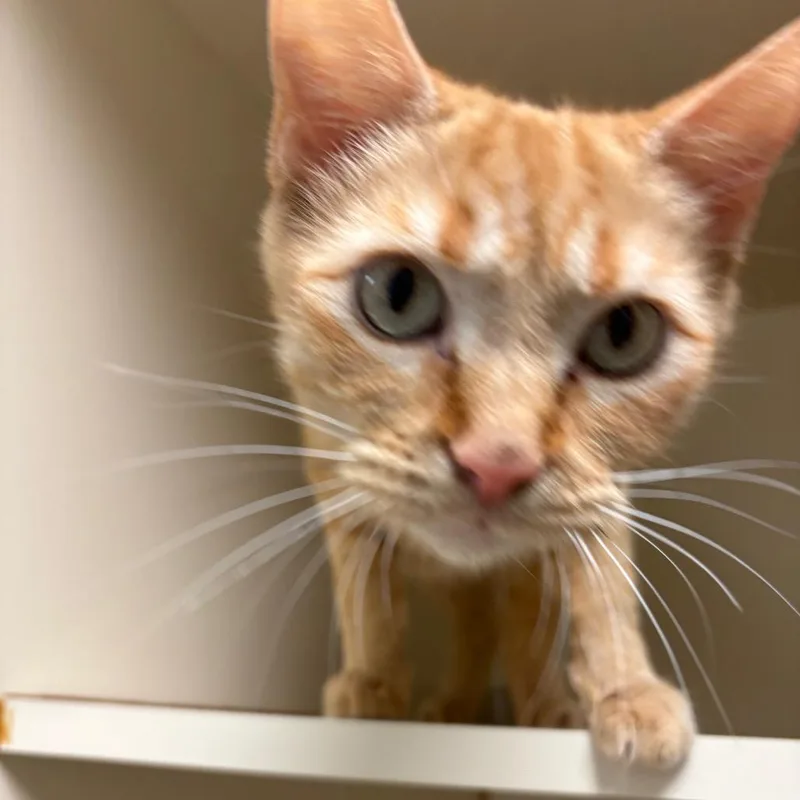 An adult medium-sized female Orange / Red Domestic Short Hair cat named Vivi for adoption in South Elgin, IL