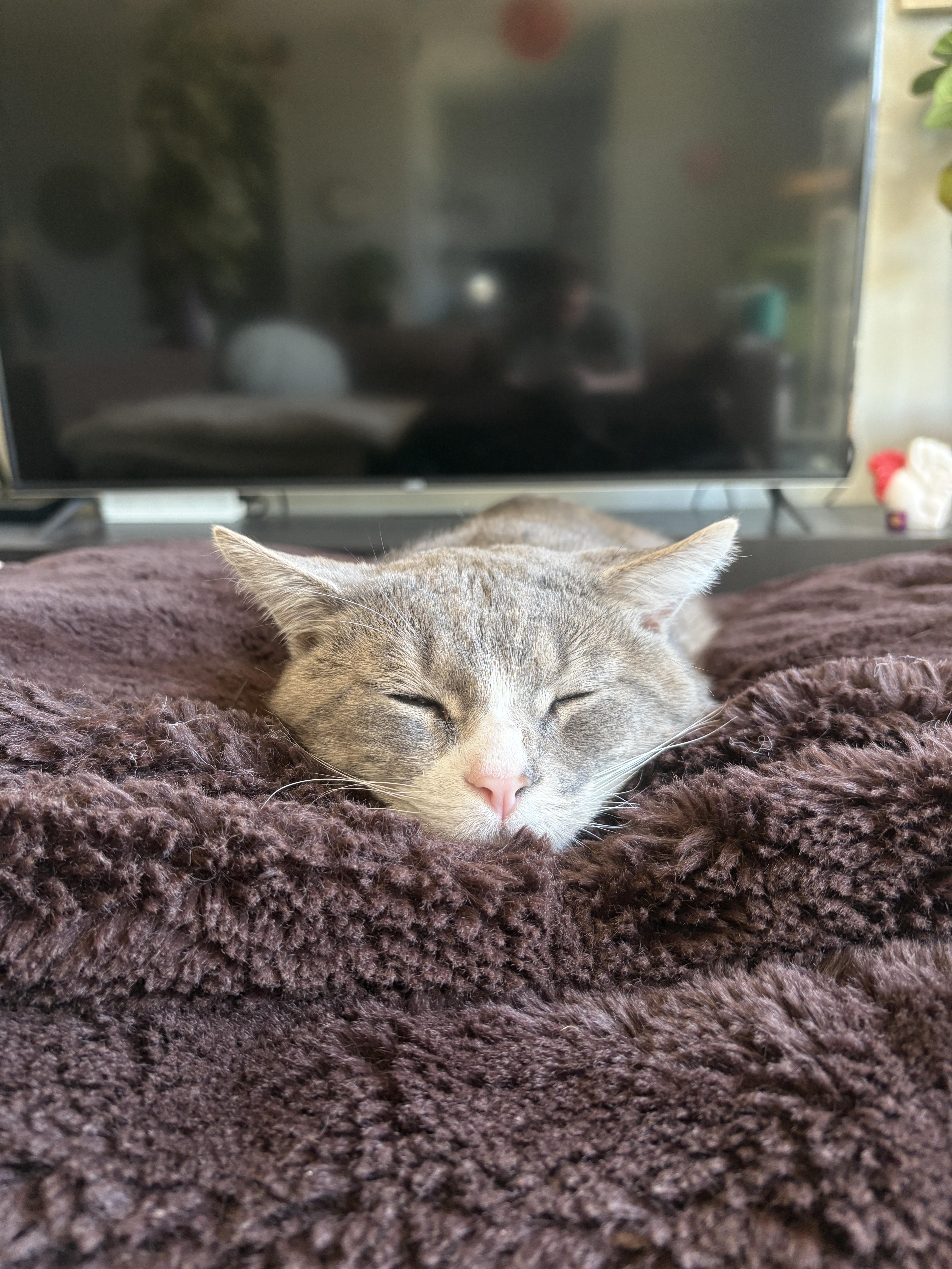 An adult medium-sized male Gray & White Domestic Short Hair cat named Ringo for adoption in Roslindale, MA
