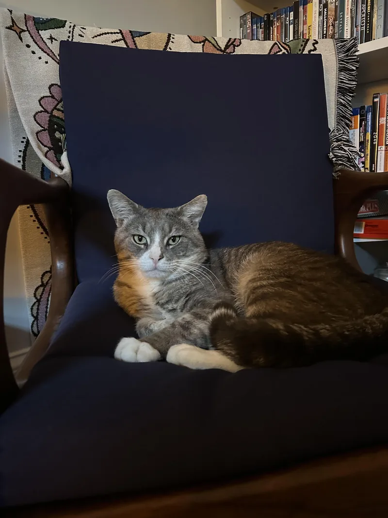 Ringo thumbnail 2