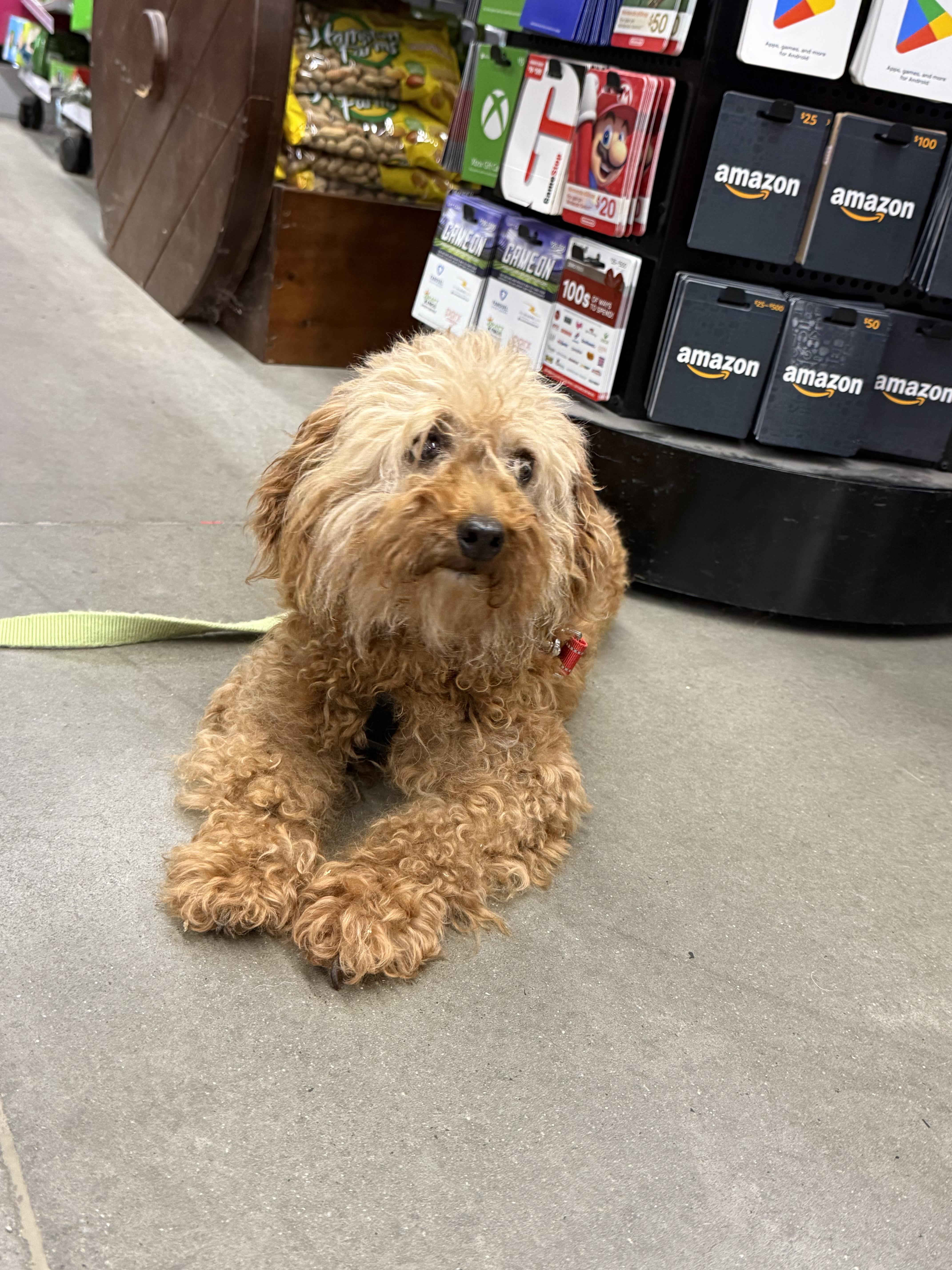 A senior medium-sized female Golden Retriever dog named Sabrina for adoption in Havertown, PA
