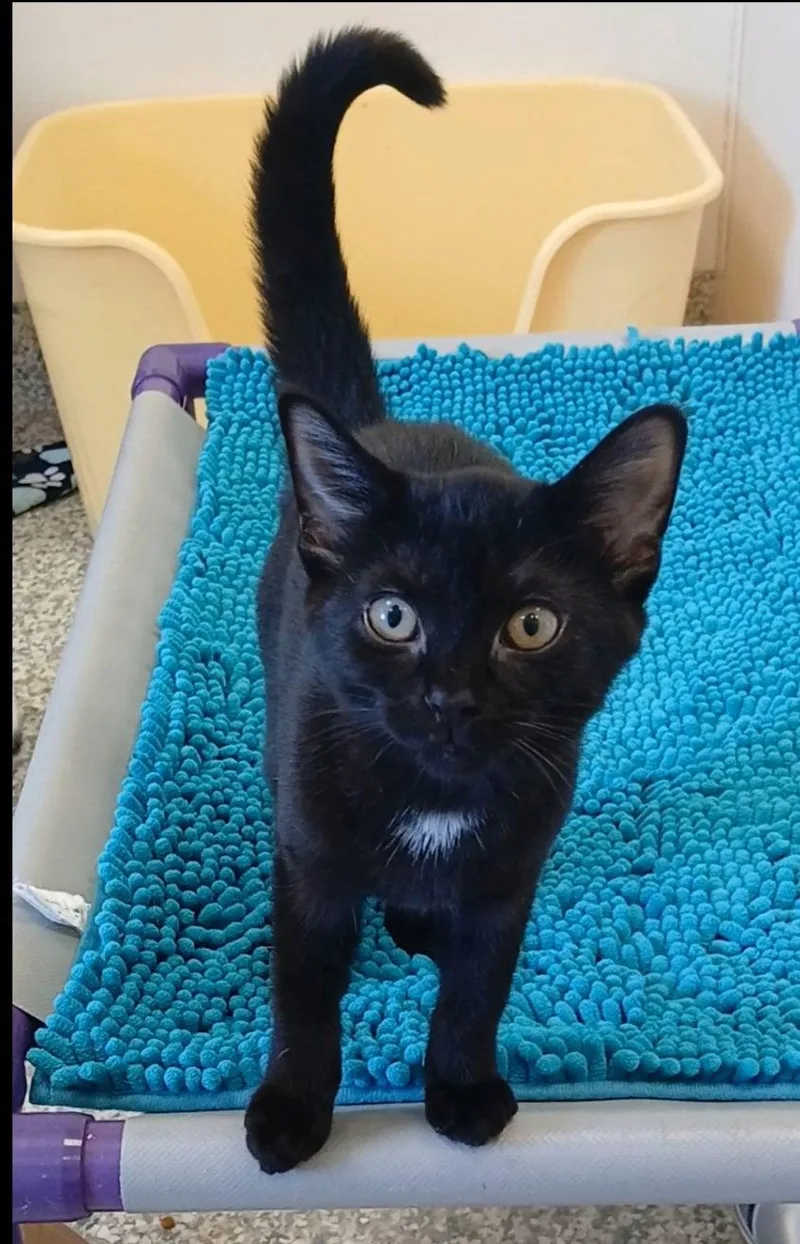 A baby medium-sized female Black Domestic Short Hair cat named Aretha for adoption in Bay City, MI