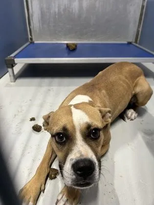 An adult medium-sized female Brown / Chocolate Boxer dog named 61290196 for adoption in El Paso, TX